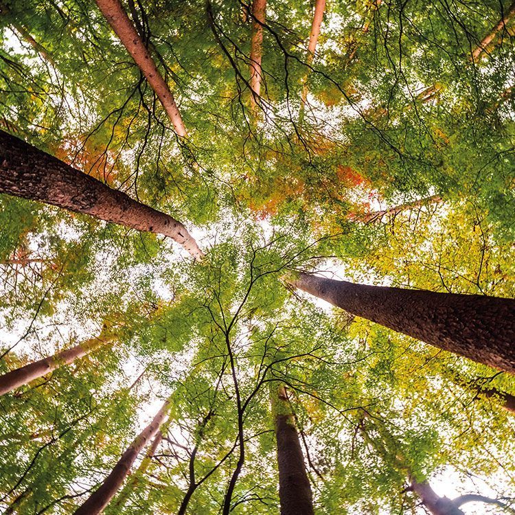 IoT Medioambiente. Smart Environment